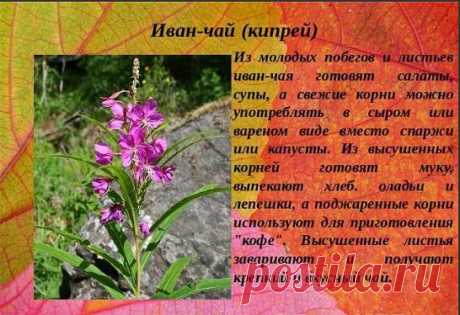 Иван-чай - защитник от 100 болезней!

Академик, профессор, доктор технических наук,
лауреат Государственной премии Никитин Альберт Николаевич:

«После нашего исследования Иван-чая выяснилось , что чай содержит от 69 до71 полезных микроэлемента в зависимости от местности. Это 2/3 таблицы Менделеева. И самое главное это непревзойденный антисептик. Просто потрясающий. Аналогов в растительном мире нету. Помимо антисептических свойств он обладает свойством очищения организма от...