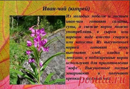 Иван-чай - защитник от 100 болезней!

Академик, профессор, доктор технических наук,
лауреат Государственной премии Никитин Альберт Николаевич:

«После нашего исследования Иван-чая выяснилось , что чай содержит от 69 до71 полезных микроэлемента в зависимости от местности. Это 2/3 таблицы Менделеева. И самое главное это непревзойденный антисептик. Просто потрясающий. Аналогов в растительном мире нету. Помимо антисептических свойств он обладает свойством очищения организма от...