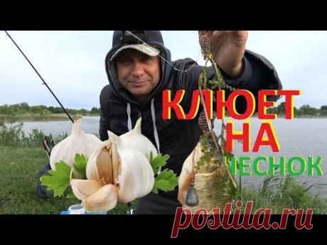 Использована снасть "Убийца карася",покупал тут https://got.by/1kkg68 Вашему вниманию, один из способов активной рыбалки. Поклевки на маринованного червя в че...