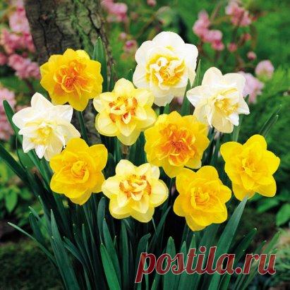 Я март меняю на апрель,
В дыхание тепла поверив…
А за окном поёт капель,
Распахивая в сердце двери.
Меняю зиму на весну,
Снегов печаль - на солнца радость,
Обыденность – на новизну,
И горечь сна – на утра сладость.
Меняю тихий свой мирок
На разноцветных красок буйство,
И отрешенность зимних строк -
На пробуждения безумства!
О. Сполохова