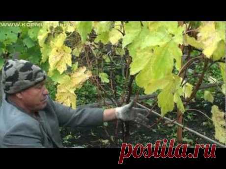 Технология выращивания винограда - ч.9