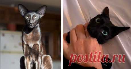 20 котиков-муркотиков, от которых мурашки по коже и восхищение до дрожи! | КОТиПЁС Пульс Mail.ru Одни из самых мистических существ в мире