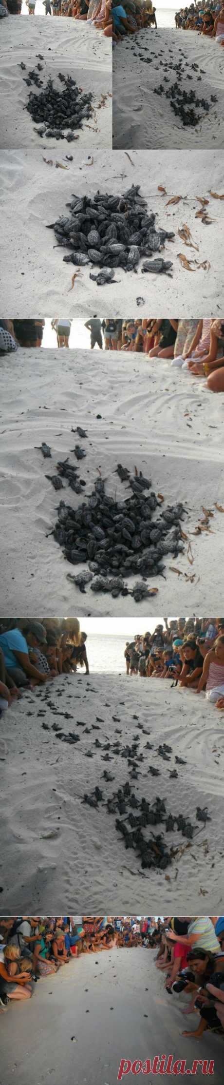 Рождение маленьких черепашек | MirFactov &amp;#8212; всё самое интересное!