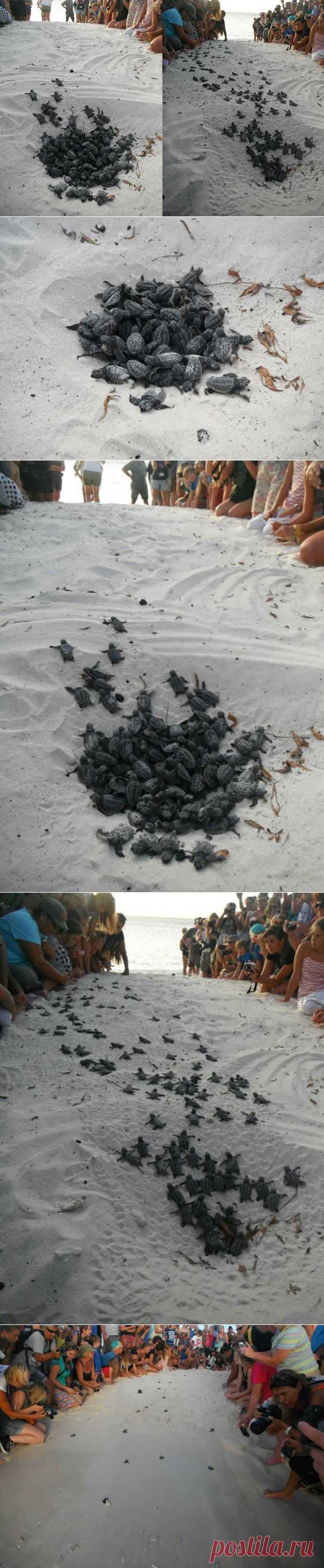 Рождение маленьких черепашек | MirFactov &#8212; всё самое интересное!