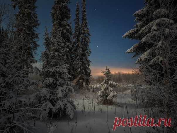 Ночь в северном лесу, Печора (Республика Коми). Снимал Игорь Подобаев: nat-geo.ru/community/user/22244/ Ярких снов!
