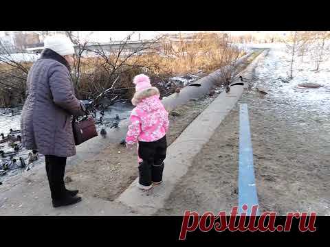 Утиные зарисовки))🦢