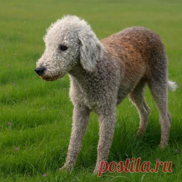 Голубка - Готовим так!