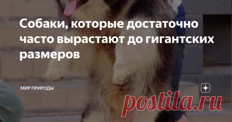 Собаки, которые достаточно часто вырастают до гигантских размеров Основная масса собаководов предпочитают крупных собак, что в свою очередь придаёт им некую уверенность в себе. Существует много представителей собачьих пород, которые становятся крупными и массивными с возрастом, однако здесь хотелось бы выделить собак, которые достаточно часто вырастают до гигантских размеров.
Эти собаки от природы вырастают до довольно крупных размеров, при этом основную
