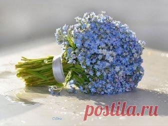 Незабудковый букет Автор стихов - Валентина