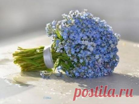 Незабудковый букет Автор стихов - Валентина