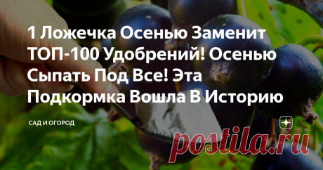 1 Ложечка Осенью Заменит ТОП-100 Удобрений! Осенью Сыпать Под Все! Эта Подкормка Вошла В Историю Как известно, фосфор играет огромную роль в  росте и развитии садово-огородных культур. При его дефиците стебли растений приобретут  фиолетовый оттенок, а листья могут покрыться коричневыми или синеватыми пятнами. Если при  этом срочно не предпринять решительных действий, то у растений может возникнуть риск  поражения грибковыми заболеваниями, и как итог - значительное ухудшени...