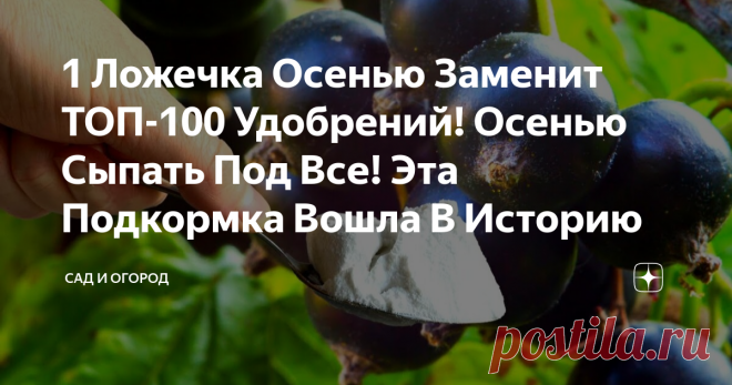 1 Ложечка Осенью Заменит ТОП-100 Удобрений! Осенью Сыпать Под Все! Эта Подкормка Вошла В Историю Как известно, фосфор играет огромную роль в  росте и развитии садово-огородных культур. При его дефиците стебли растений приобретут  фиолетовый оттенок, а листья могут покрыться коричневыми или синеватыми пятнами. Если при  этом срочно не предпринять решительных действий, то у растений может возникнуть риск  поражения грибковыми заболеваниями, и как итог - значительное ухудшени...