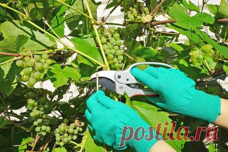 Как правильно провести летнюю Обрезку Винограда, чтобы не навредить лозе и улучшить Урожай | Домик окнами в сад | Яндекс Дзен