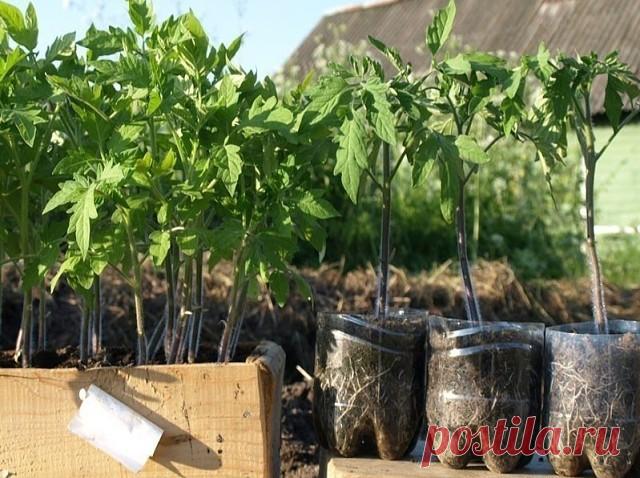 Рассаду помидоров поливают раствором йода для более быстрого роста (1 капля на три литра). После применения этого раствора рассада зацветёт быстрее, а плоды будут крупнее. Может йод защитить помидоры и от фитофторы. Для этого Вам понадобятся несколько капель йода и 250 грамм молока, смешайте их с 1 литром воды.

Раствор - одна капля йода на три литра воды, этим йодным раствором надо один раз полить рассаду томатов. От этого увеличиться продуктивность и будут побольше плоды...