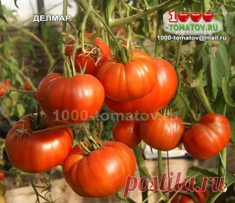ТОМАТЫ – САМЫЕ ВКУСНЫЕ КРУПНОПЛОДНЫЕ СОРТА Продолжаем знакомить любителей томатов с самыми вкусными крупноплодными сортами:Томат Делмар DelMar&nbsp;(США) селекция Марвина Мейснера.
Индет, высокорослый, среднеспелый. Куст мощный, формируется в 1-2 стебля.
Плоды плоскоокруглые, красные, при нормировке могут достигать массы до 2...