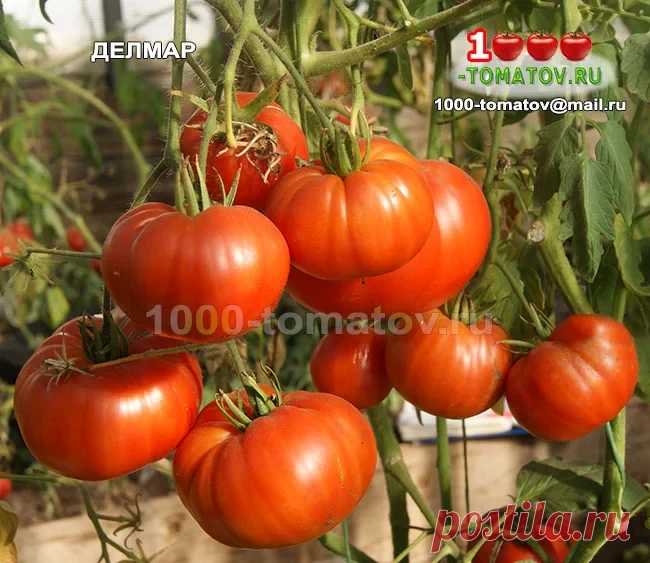 ТОМАТЫ – САМЫЕ ВКУСНЫЕ КРУПНОПЛОДНЫЕ СОРТА Продолжаем знакомить любителей томатов с самыми вкусными крупноплодными сортами:Томат Делмар DelMar (США) селекция Марвина Мейснера.
Индет, высокорослый, среднеспелый. Куст мощный, формируется в 1-2 стебля.
Плоды плоскоокруглые, красные, при нормировке могут достигать массы до 2...