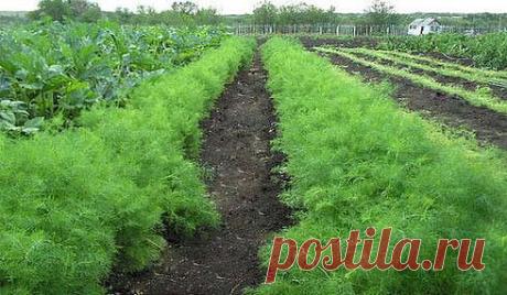 Как вырастить укроп кустом, а как зонтиком! 



Укроп бывает разный. Некоторые сорта быстро выдают немного листиков, а затем пускаются в цвет. И торчат в огороде зонтики на длинных лысых стеблях в ожидании урожая огурцов, чтобы пойти на засолку. Но есть и другие сорта, которые растут долго, зато листья у них пышные и густые. И цвести не торопятся. Что же выбрать? 

На зелень 
Сорта. Салют, Буян, Аллигатор, Дилл, Амазон. 

Веточки кустового укропа растут на стебле густо. У ...