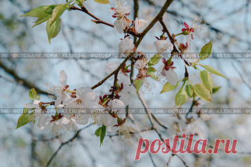 Blooming tree branch with white flowers and green leaves on light blue sky background in spring. Стоковое фото, фотограф Ilaronsia / Фотобанк Лори