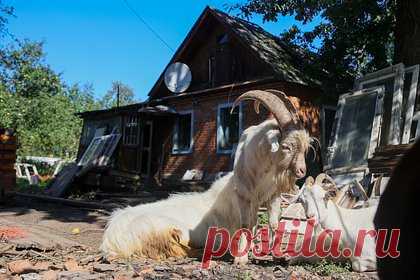 Бутовских коз забрали у владельца