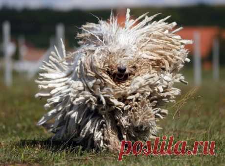As 100 fotos de cachorros mais adoráveis de todos os tempos