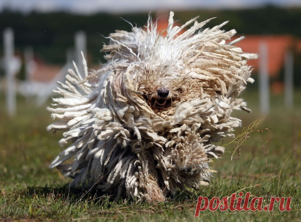 As 100 fotos de cachorros mais adoráveis de todos os tempos