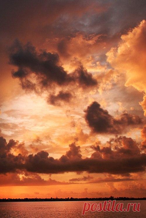 Экология: береги природу! | Животные и растения