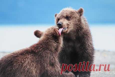 15 фотографий дикой природы России, от которых замирает сердце