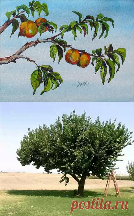 Уход за деревьями абрикоса в первый год после посадки.