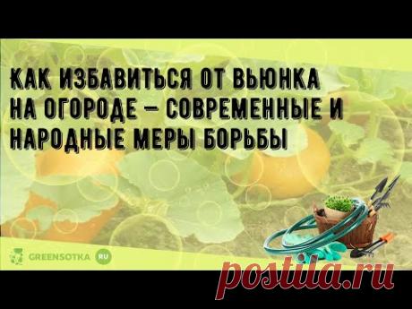 Как избавиться от вьюнка на огороде — современные и народные меры борьбы