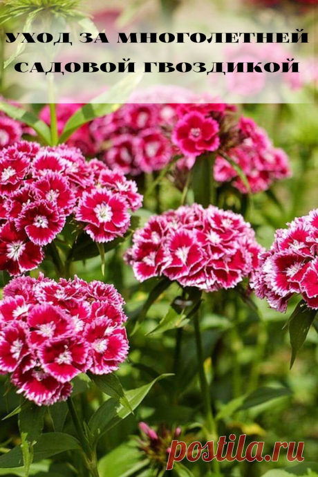 уход за многолетней садовой гвоздикой