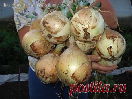 ДОБИВАЕМСЯ ХОРОШЕГО УРОЖАЯ ЛУКА
Сохраните, чтобы не потерять!

В прошлом году поливала лук раствором нашатыря - получился очень приличным. Но хочу добиться стабильного результата.

Узнала, что лук не любит кислых почв. Осенью намеченную грядку посыпала "пушенкой" - гашеной известью. Я каждую осень сыплю по всему огороду яичную скорлупу - к весне от нее не остается и следа. Вот рекомендация тем, кто не успел сделать этого осенью (из инета):

- Нужно взять 3 ст. ложки кальци...