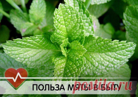 15 СПОСОБОВ ИСПОЛЬЗОВАТЬ МЯТУ В БЫТУ