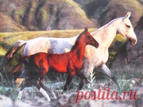 Красный конь существует.