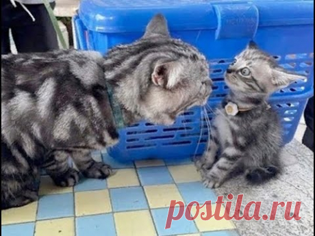 😺 Мамочка, не ругайся! 🐈 Смешное видео с котами и котятами для отличного настроения! 😸