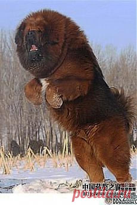 купил маленького МОПСИКА!!!