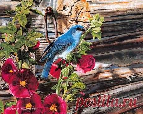 鸟语花香 Lovely Painting Songbirds 插画中国 - 中画网 - 中国插画论坛 - 职业插画师社区