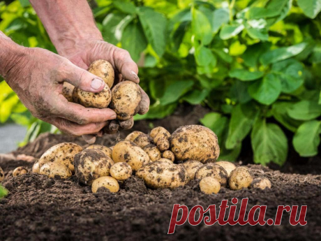 Выращивание картофеля по митлайдеру: суть метода