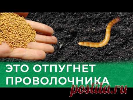 ПРОВОЛОЧНИК БОИТСЯ ЭТОГО КАК ОГНЯ! Делюсь лучшим средством от проволочника