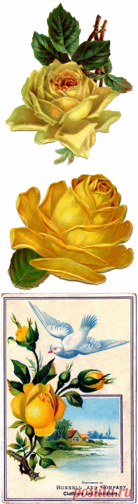 12 фотографий желтых роз! - Графика Сказочная