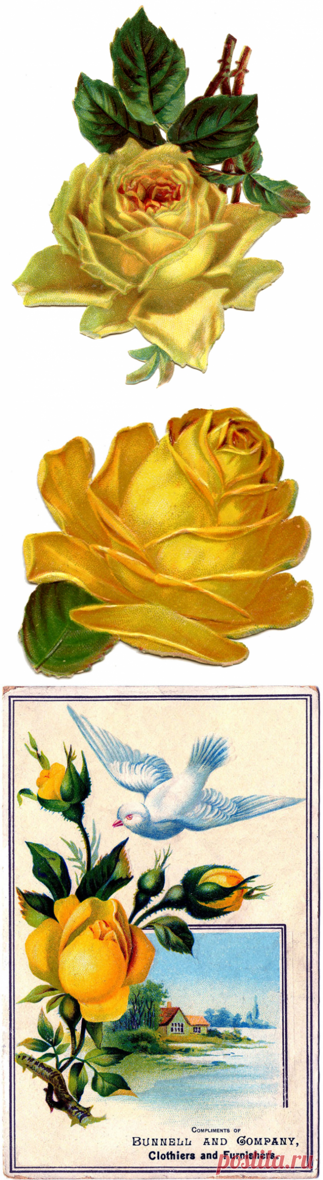 12 фотографий желтых роз! - Графика Сказочная