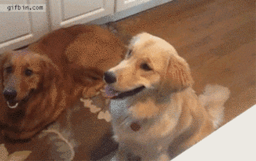 22 собаки, чья глупость рассмешит до слёз / Питомцы