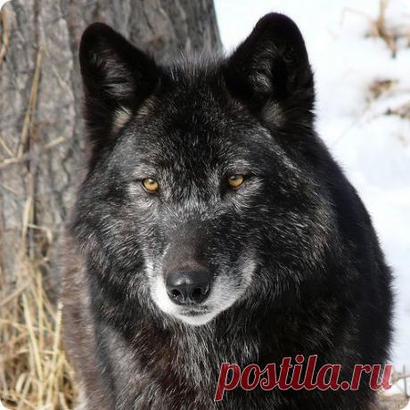 Волчья верность....