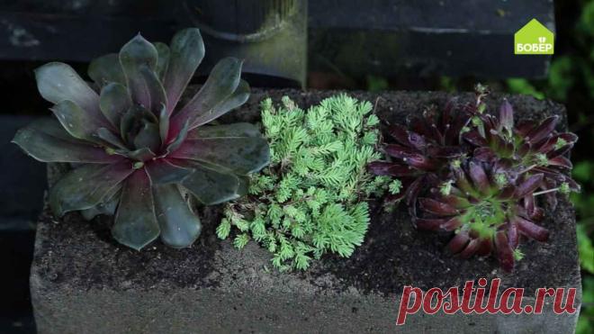 Сажаем суккуленты в бетонные блоки