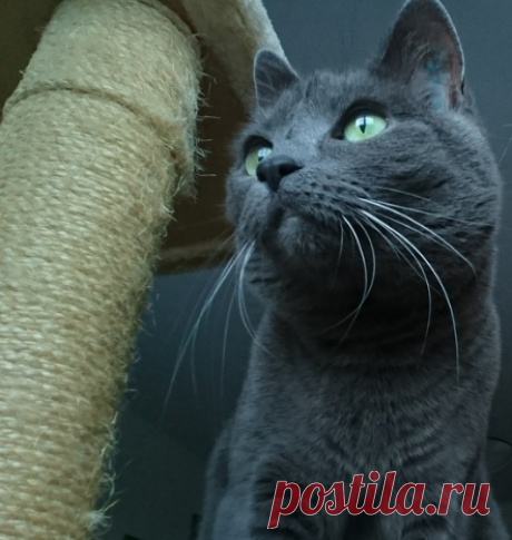 Русская голубая кошка - помощница поморов, любимица царствующих особ. История породы: интересные факты
Сегодня разговор о замечательной породе кошек - Русской голубой. Но вот что интересно. Есть Американский тип кошки, Европейский тип, Английский тип. Но ведь порода называется Русской голубой. Как же она произошла? Откуда корни? Будем разбираться, так что дочитайте статью до конца.