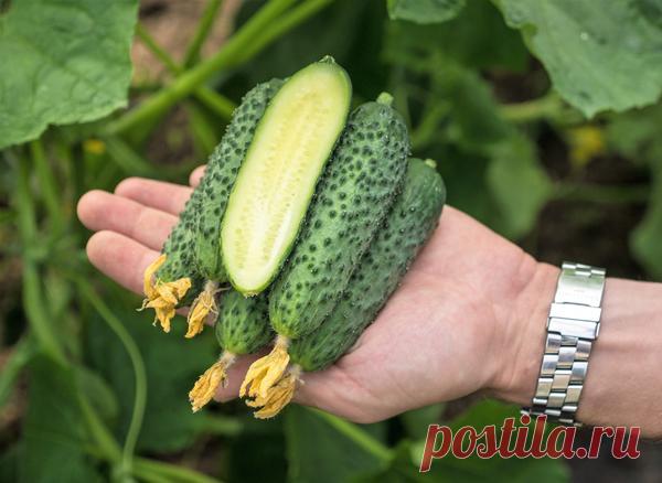 Огуречная пора: сеем на рассаду скороспелые гибриды букетного типа