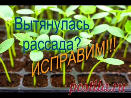 Как посадить вытянувшуюся рассаду огурцов - Садоводству ДА