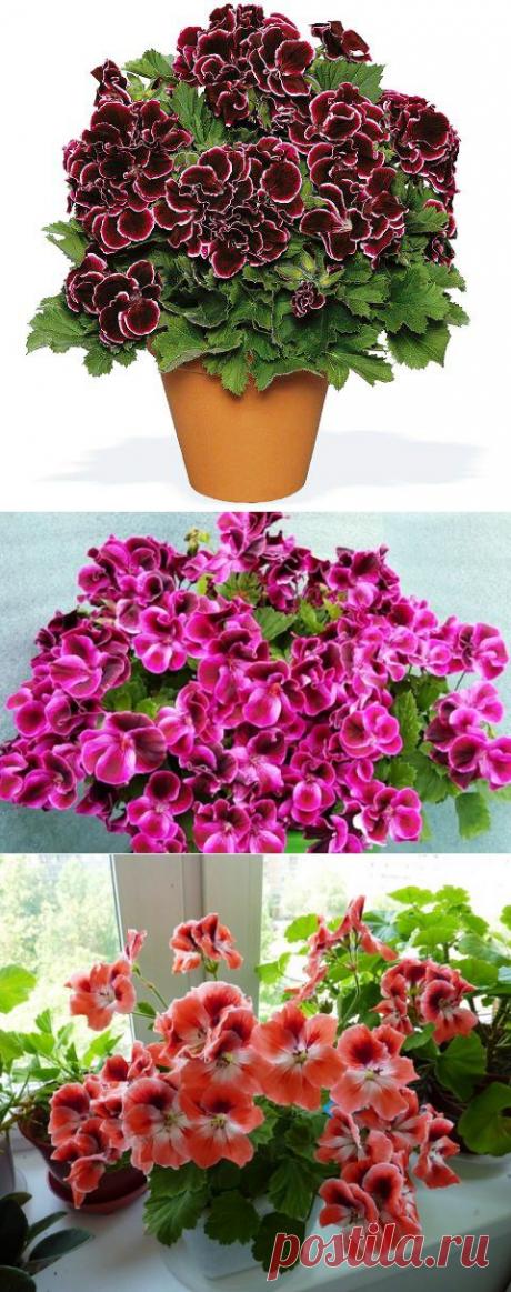 Как выращивать КОРОЛЕВСКУЮ ПЕЛЛАРГОНИЮ? ЦАРСТВЕННАЯ КАПРИЗНАЯ АРИСТОКРАТКА.