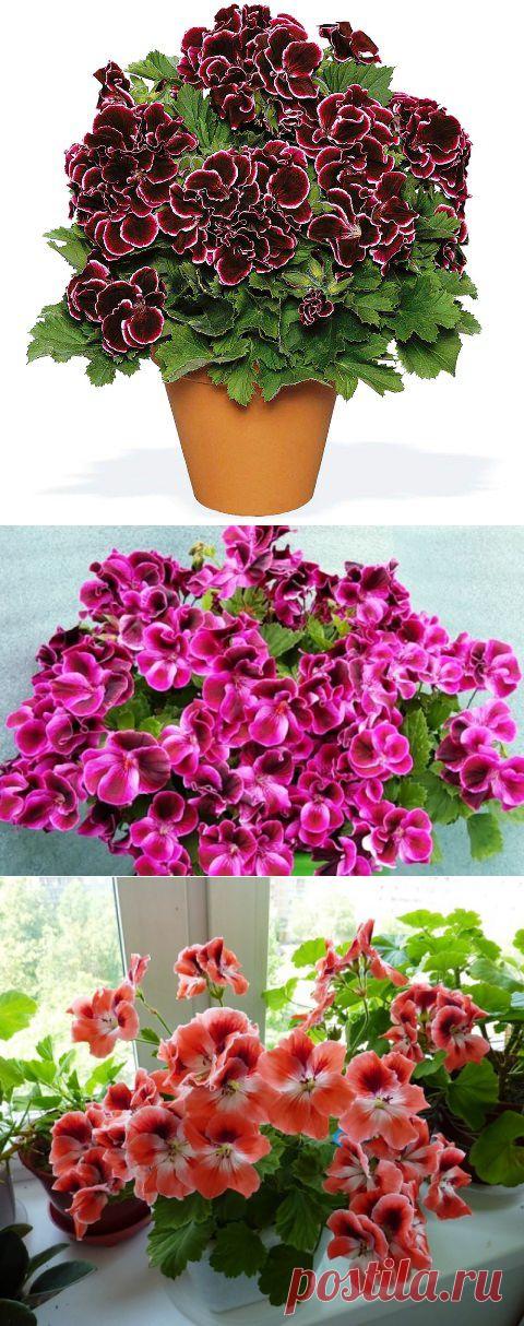 Как выращивать КОРОЛЕВСКУЮ ПЕЛЛАРГОНИЮ? ЦАРСТВЕННАЯ КАПРИЗНАЯ АРИСТОКРАТКА.