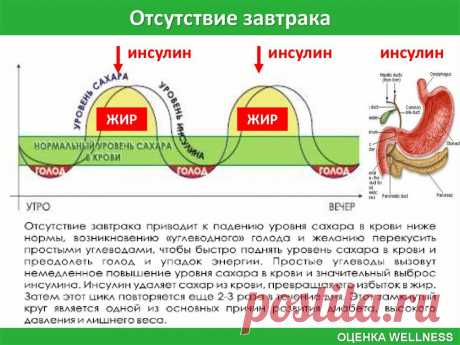 Интервальное голодание для полных это безумная насмешка | Хорошеем после 40. Минус 50 кг | Яндекс Дзен