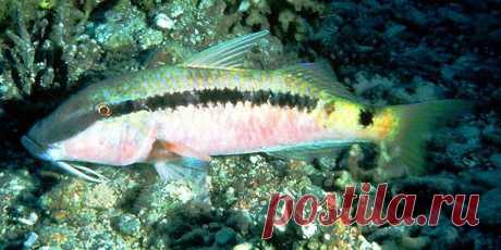 Parupeneus forsskali (Лат.), Red Sea goatfish (Англ.), 金带拟羊鱼 (Кит.)
Размер - до 28 см.
Глубина обитания 2 -35 м. 
Преимущественно ночная рыба, однако можно встретить и днем.
Стайная рыба, может создавать огромные скопления. 
Половой зрелости достигают на втором-третьем году жизни.